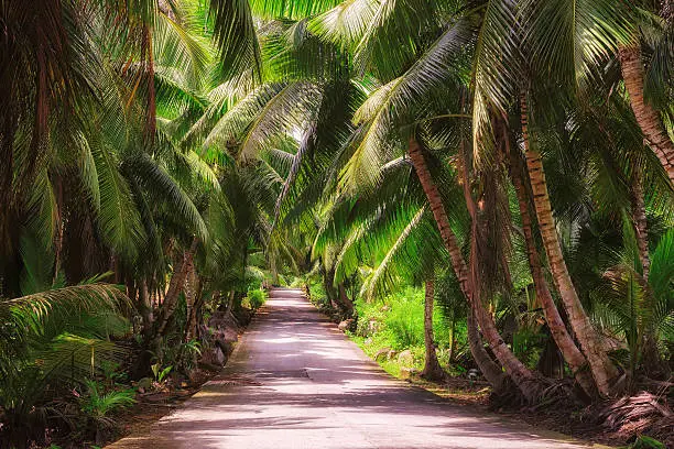road in the jungle with tropical plants on Praslin island in Seychelles