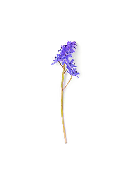 istock spring purple flower isolated on white background 508164142