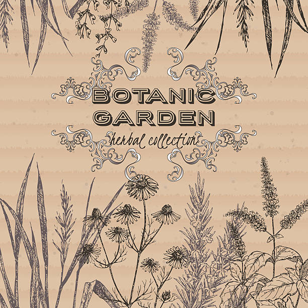 ilustraciones, imágenes clip art, dibujos animados e iconos de stock de jardín botánico de un té de hierbas etiqueta de fondo cartón. - botanic
