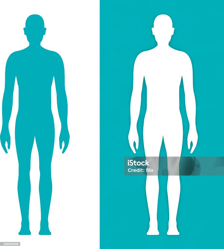 Male Body Form Male human body form front view. EPS 10 file. Transparency effects used on highlight elements. The Human Body stock vector