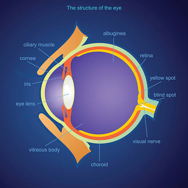 The structure of the eye The image of the eye. Suitable for medicine and advertising. Vector. All elements on layers animal retina illustrations stock illustrations