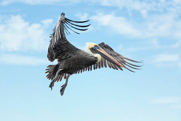 Brown Pelican flying against the blue sky.