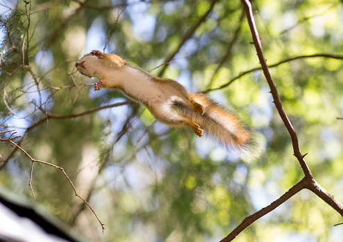 Portrait of a squirrel in a jump. Protein on the background of leaves and sky during the jump. 