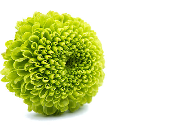 istock Macro of a green chrysanthemum isolated 508165918