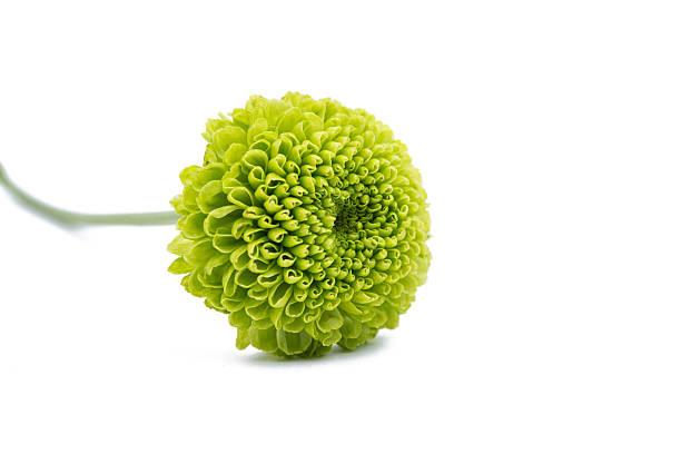 istock Macro of a green chrysanthemum isolated 508166006