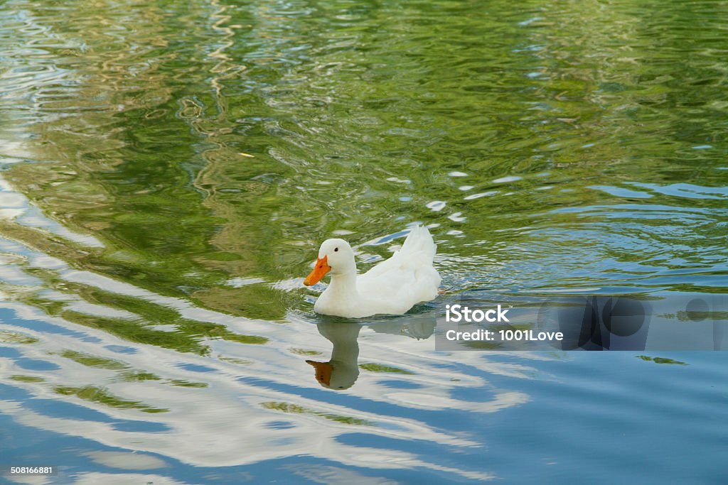 duck swimming in water beautiful duck swimming in water Animal Stock Photo