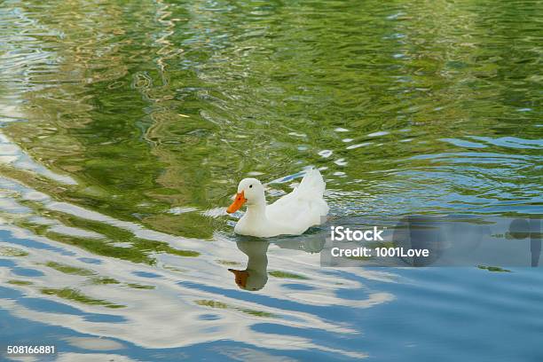 Duck Swimming In Water Stock Photo - Download Image Now - Animal, Animal Wildlife, Animals In The Wild