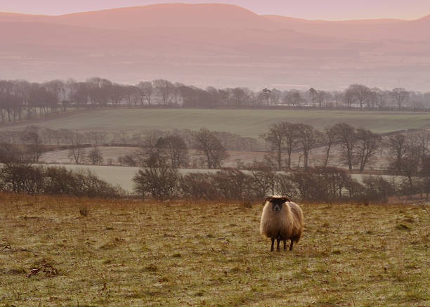 istock Sheep on Frosty Morning. 508166921