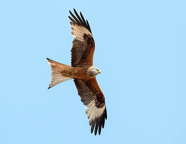 istock Red kite (Milvus milv.) flying against a blue sky 508167897