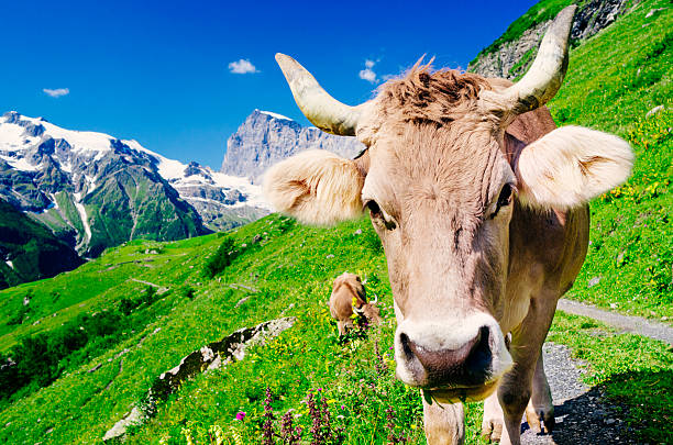istock Cow in high Alpine pasture, Switzerland 508167993