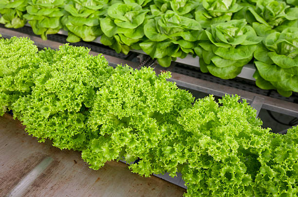 lettuce stock photo