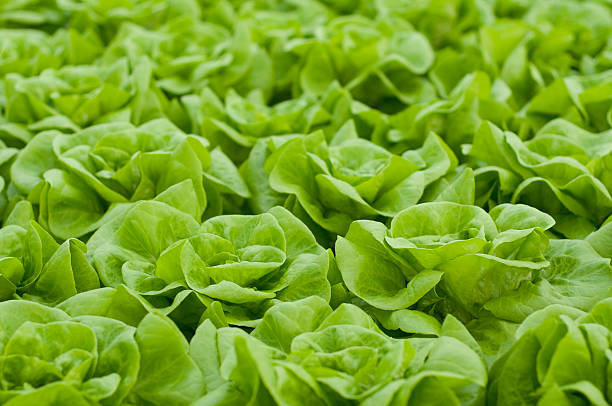 lettuce stock photo