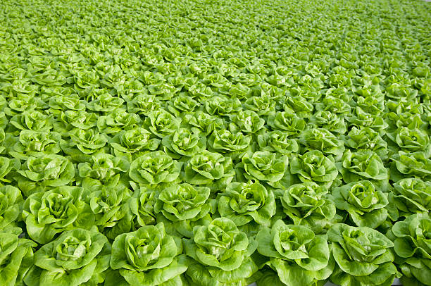 lettuce stock photo