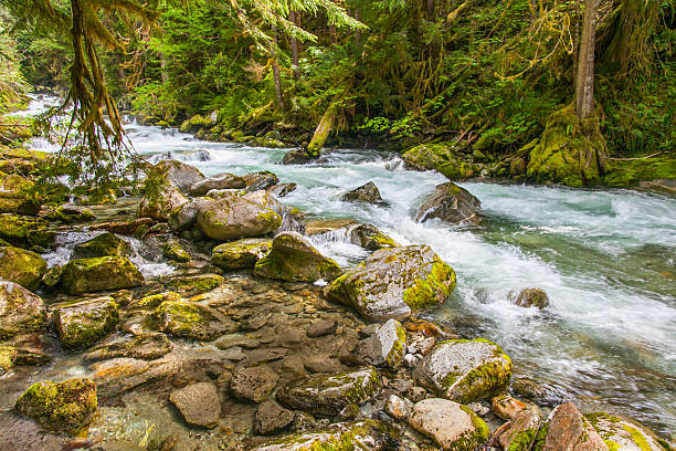 istock North Cascades National Park - JUNE 2011 508168645