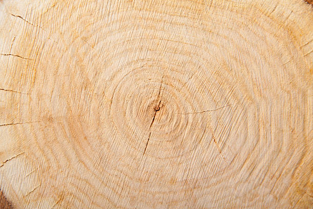 istock close-up wooden cut texture 508168957