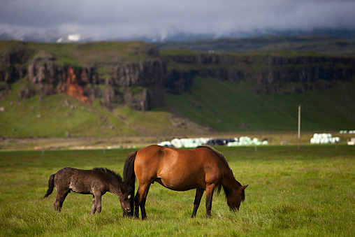 Beautiful Icelandic horses in a rocky green meadow