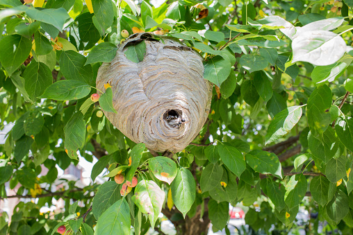 Hornet's nest in a tree