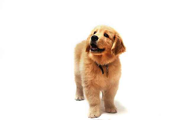 istock Golden Retriever puppy 508169689