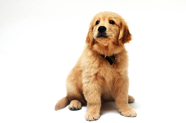 istock Golden Retriever puppy 508169693