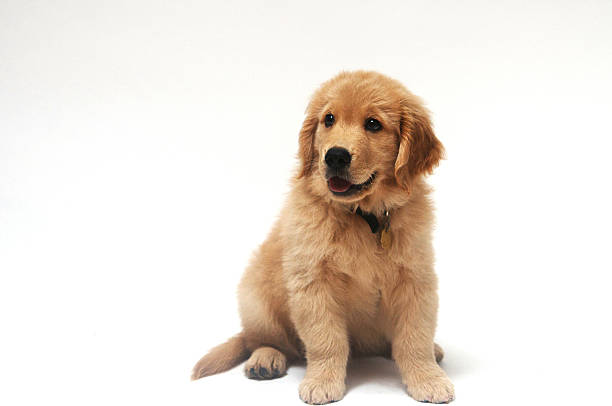 istock Golden Retriever puppy 508169697