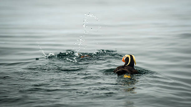 Tufted Puffins Dive and Swim in Alaska stock photo