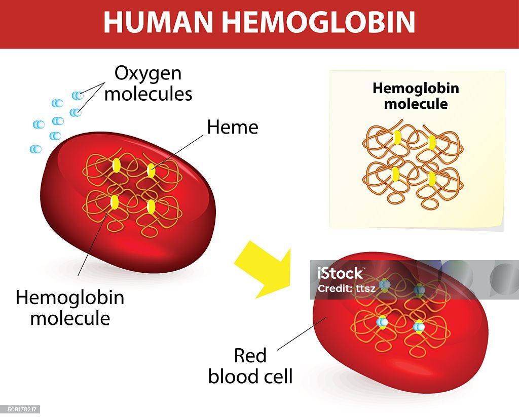 Structure of human hemoglobin Structure of human hemoglobin molecule. Vector diagram. Hemoglobin is the substance in red blood cells that carries oxygen. Hemoglobin stock vector