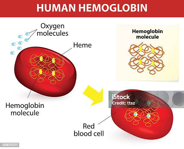 Structure Of Human Hemoglobin Stock Illustration - Download Image Now - Hemoglobin, Molecule, Oxygen