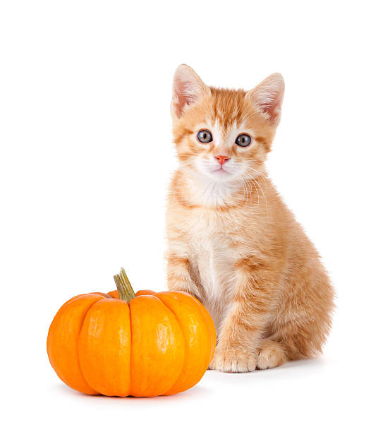 istock Cute orange kitten with mini pumpkin on white. 508170327