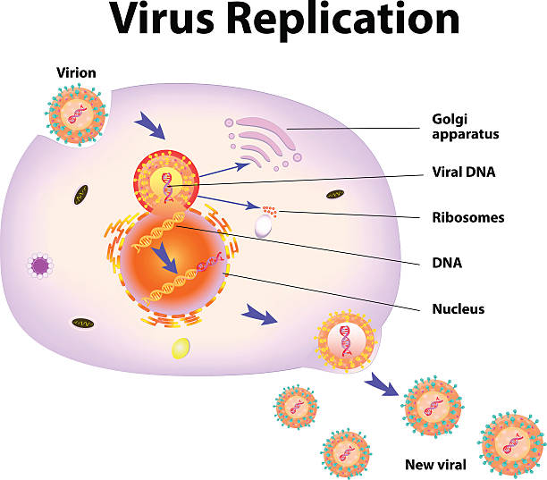 ilustrações de stock, clip art, desenhos animados e ícones de replicação viral.  ilustração vetorial - retrovirus