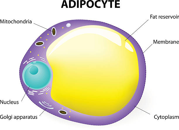 Adipose Tissue Structure