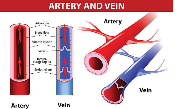 artery and vein. Vector artery and vein. Circulatory system. Vector. Red indicates oxygenated blood, blue indicates deoxygenated human artery stock illustrations
