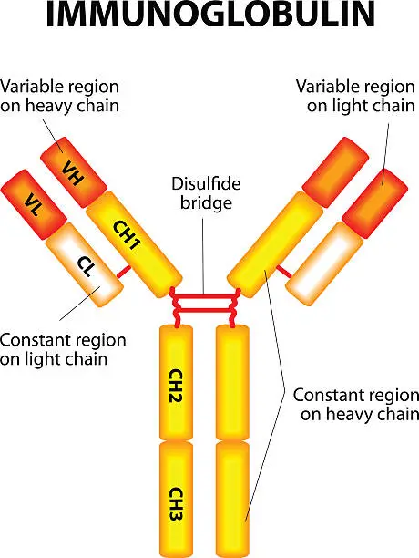 Vector illustration of Antibody on a white background