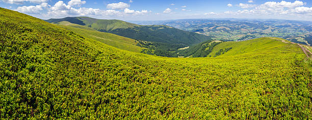istock high wild plants at the mountain top 508170899