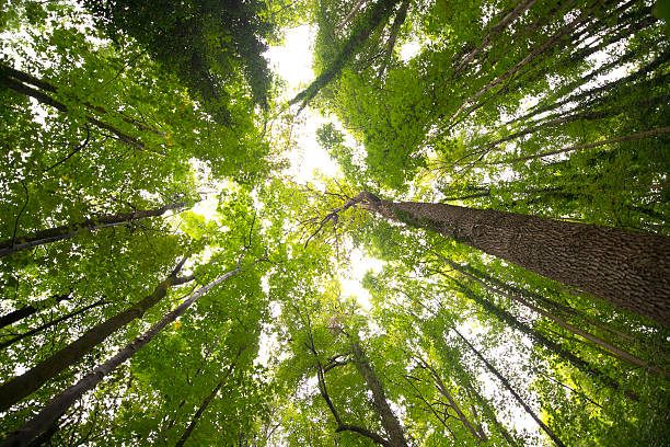 Trees and Ivy Trees and ivy growing towards the light. Picture of a deciduous forest in summer. Taken with a wide angle lens, looking up towards the tree canopy. The trees have a lush green foliage. Some of the stems are overgrown by Ivy. The viewer gets the feeling to lie directly below the trees and to look up towards the light. ivy tree bark wood stock pictures, royalty-free photos & images