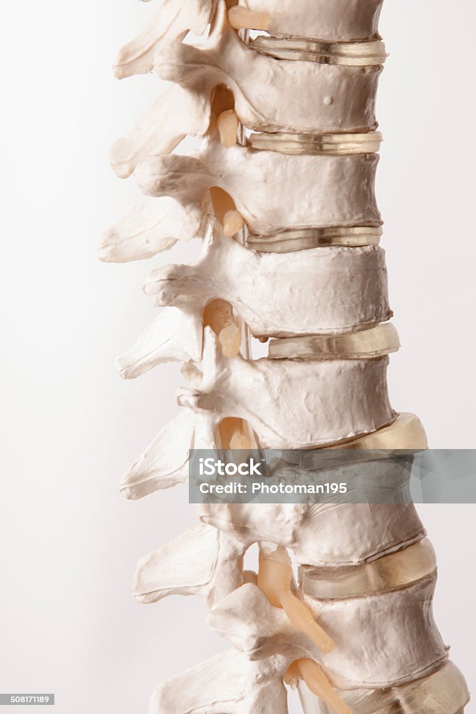 Columna vertebral humana de plástico - Foto de stock de Cuerpo vertebral libre de derechos