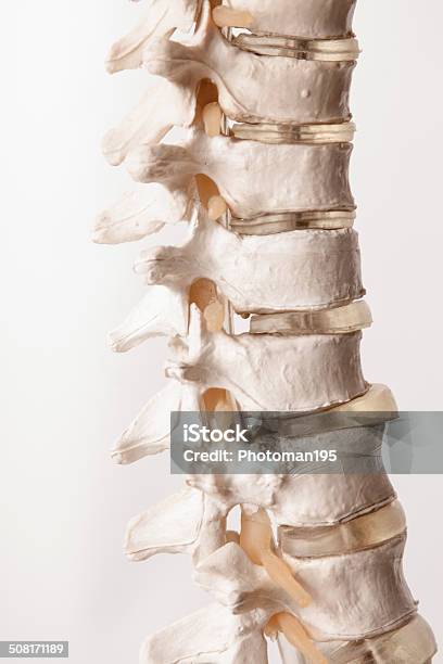 Columna Vertebral Humana De Plástico Foto de stock y más banco de imágenes de Cuerpo vertebral - Cuerpo vertebral, Osteópata, Vértebra lumbar