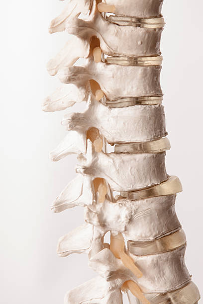 хребет человека из пластмассы - vertebral body стоковые фото и изображения