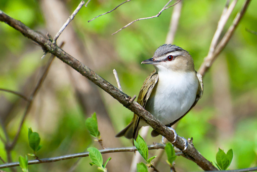 A close up of a Red-eyed Vireo.