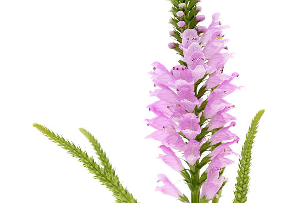 istock Physostegia virginiana 508172719