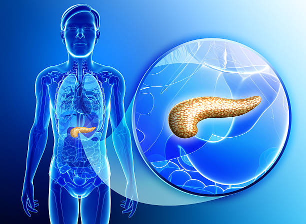 Male pancreas anatomy Illustration of male pancreas anatomy animal digestive system stock pictures, royalty-free photos & images