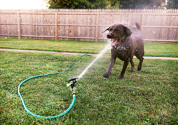 Dog playing with Sprinkler Dog playing with a sprinkler. Someone was thirsty. water hose stock pictures, royalty-free photos & images