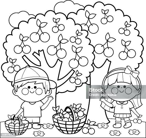 Kids Harvesting Cherries Coloring Book Page Stock Illustration - Download Image Now - Cherry, Coloring Book Page - Illlustration Technique, Basket