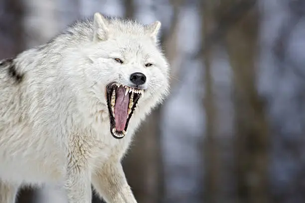 Arctic Wolf, Montebello, Qc, Canada