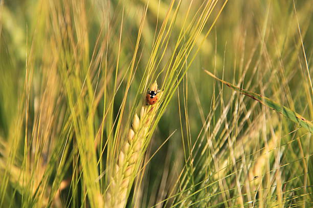 小さなテントウムシで、麦の穂先 - ladybug wheat nature insect ストックフォトと画像