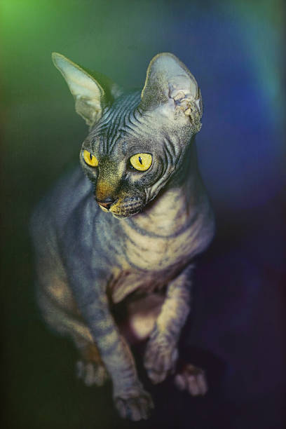 istock Digital art, Sphynx cat, Brown mackerel tabby yellow eyes 508180848