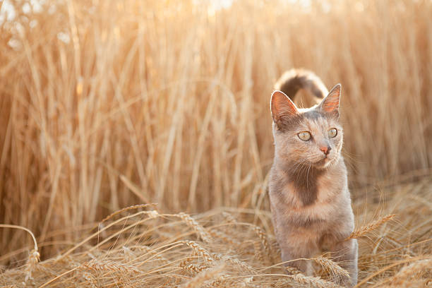 cat in field of wheat