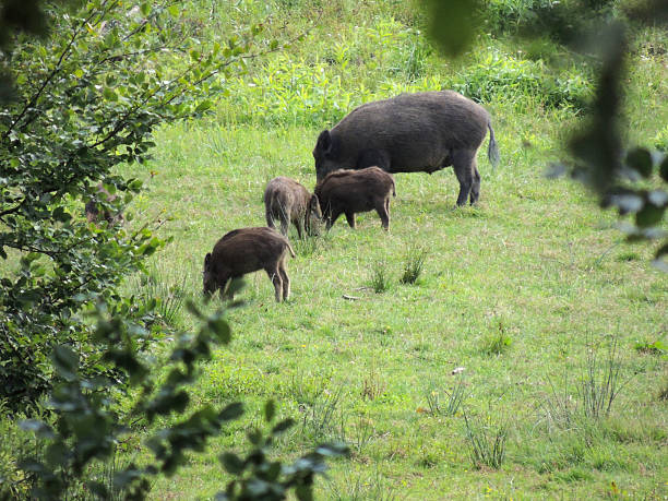 grazing wild boar herd