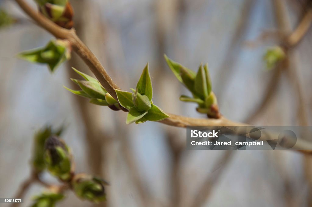 leafes в bloom - Стоковые фото Без людей роялти-фри