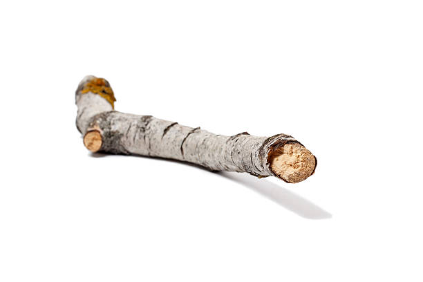 istock Trunk or branch of a birch 508182504