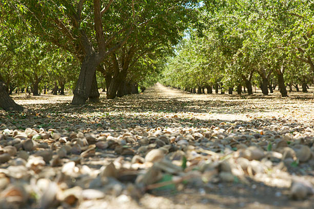 Almond harvest almonds freshly harvested in the shell on the floor of the orchard. almond tree stock pictures, royalty-free photos & images